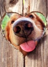 Cute HAPPY VALENTINE'S DAY Card, Golden Retriever Kiss XOXO Fence by Avanti +✉