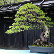Enshu Yoshidaya | eBay Stores