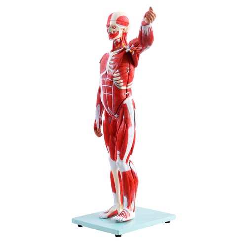 78cm/31" Human Body Muscles With Internal Organs Anatomical Medical Model - Picture 11 of 12