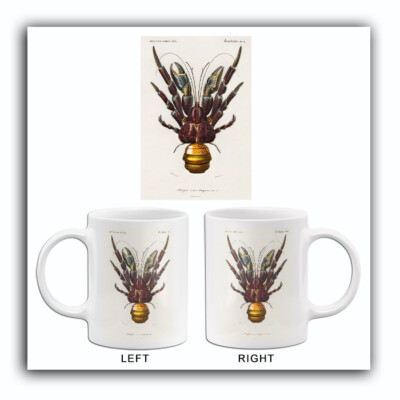 Coconut Crab (Birgus Latro) - 1849 - Illustration Mug