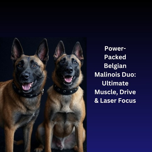 MuscleMatrix Dog Muscle Building / Performance Focus & Health Supplement Chew - Picture 6 of 12