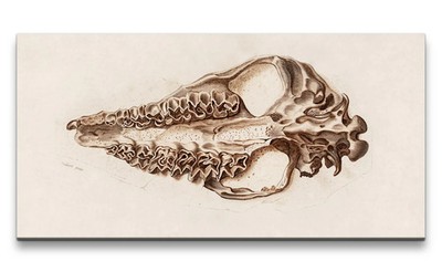 120x60cm Remaster Alte Illustration Fossil Dinosaurier Schädel Evolution