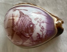 Painted Cowrie Shell Angel Fish 3" Purplish