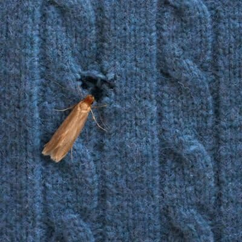 Lakeland Moth Stop Moth Killer Sachets, Pack of 20 Lasts up to 3