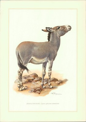 Kunstdruck - Offsetdruck. Wilhelm Eigener : SOMALI-WILDESEL - Equus africanus so