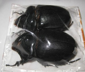 標本 Oryctes gigas pair 67mm 67mm Oryctes Gigas Stock Photos