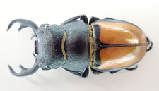 超特大！！Odontolabis kikuchii 47mm Odontolabis for collectors | large size | Collector's Secret