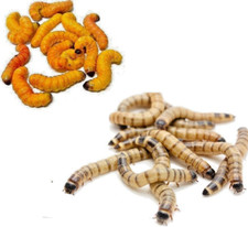 20 Butterworms  25 Superworm Live Pet Food Terrarium Reptile Dragon Feeder Pack