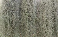 Fresh Florida Live Spanish Moss 1 Gallon size, Air Plant ,Florist, Craft