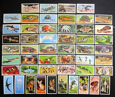 BROOKE BOND  SET OF 50 VINTAGE 1976  COLLECTABLE  TEA CARDS  WONDERS OF WILDLIFE