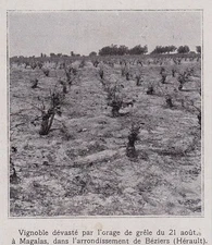 1923  --  VIGNOBLE DEVASTE PAR LA GRELE LE 21 AOUT A MAGALAS   3F629