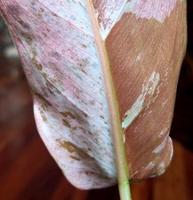Rare Philodendron Pink Flush Whipple Way 20 Widel Not Aroid Anthurium Monstera Rare Philodendron Pink Flush Whipple Way 20 Widel Not Aroid Anthurium Monstera