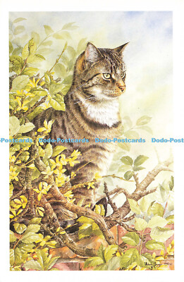 D191799 Freddie. Bevere Vivis Gallery. Collectors Series BVII. Tabby Cats. No. 1