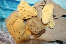 Sea Sponges 6 Large authentic, 5"-7" long, Craft Grade Free Ship SS-262