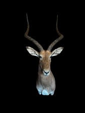 BEAUTIFUL IMPALA SHOULDER MOUNT - Nice HORNS - AWESOME ! = Impala