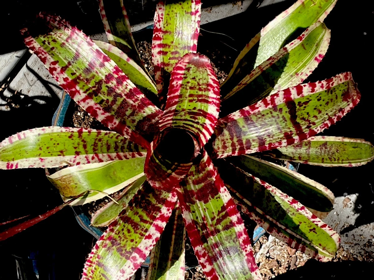 Bromeliad Neoregelia Tropical Houseplants for sale | eBay