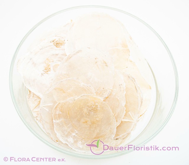 200g Perlmuttscheiben Natur WEISS creme Perlmutt maritime Dekoration