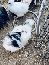 6 Show Quality Silkie Chicken Fertile Hatching Eggs,all Colors,Bearded & Crested