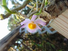 Dendrobium loddgesii Bloom size Mounted cork bark SPECIES NICE PLANT