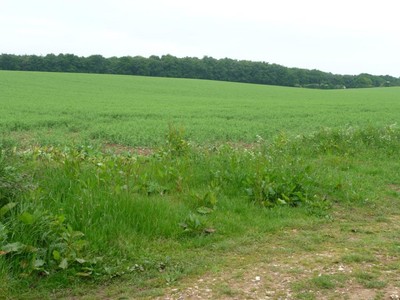 Foto 6x4 Ackerfeld, zwischen 90 und 100 Meter ü. M. Chilbol um 2016