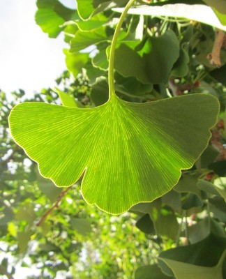 Ginkgo biloba - Ginkgo Baum - Pflanze 70-100cm - Winterhart | eBay.de