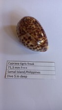 Cypraea  tigris  71,3 mm F+++  freak