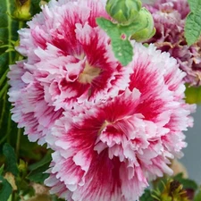 25 Double Bright Pink Hollyhock Seeds Perennial Flower Seed Flowers US SELLER