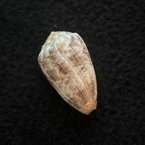 Conus Stercusmuscarum Cone Shell Philippines 47 mm