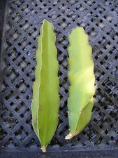 Dragon Fruit Epiphyllum Pitahaya Succulent Cactus 2 Cuttings 
