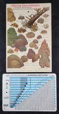 Marine Invertebrates Florida Bahamas Chart PADI Recreational Dive Planner Table