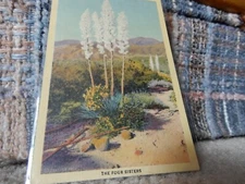 VINTAGE POSTCARD YUCCAS THE FOUR SISTERS SHOWY BLOSSOM STALKS IN PLASTIC SLEEVE
