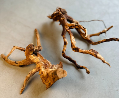 AZALEA ROOTS XS | Terrarium Deko Zubehör | Deko Redmoor Wurzeln