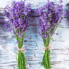 600+ LAVENDER SEEDS (Lavandula angustifolia) - PERENNIAL | NON-GMO HERB USA