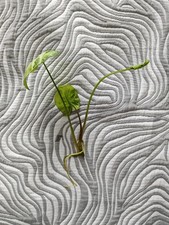 Syngonium Arrowhead Rooted Cuttings