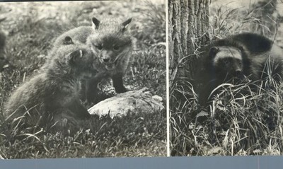 State Nature Reserve Russia Wolverines 1974 Real Photo Card