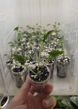 Alocasia Teletubbies Aroid Plant