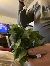 Asda George Large Leaf Christmas Lights 