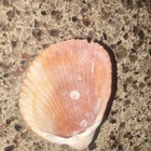 Natural Pink & White Scallop Shell Seashell Collectible Sea Shell — photo 3