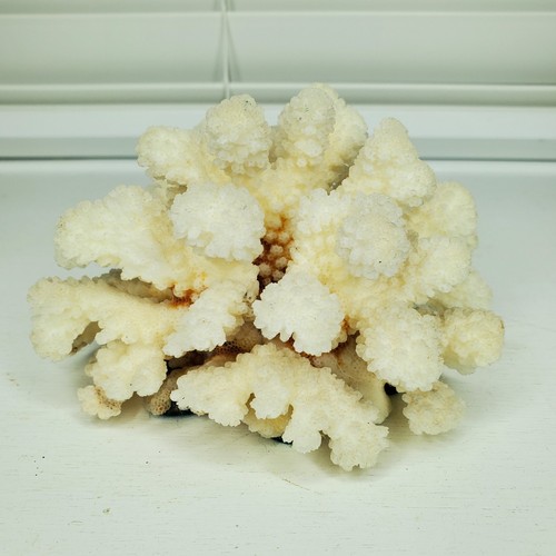 Natural White Branch Finger Lace Coral Sea Ocean Reef Decor Specimen 5.25 X 4.5 