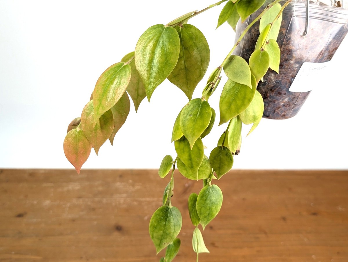 Ceratostema Gualaquizensis | eBay
