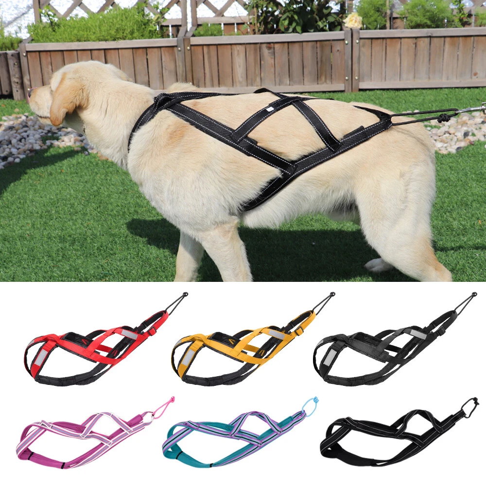 Affordable Designer Cat Dog Gucci Lv Burberry Harness and Leash