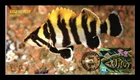 Dr Jim Stamps Kelp Forest Treefish First Day Issue Bgc Cacher Cover