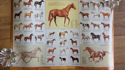 #ad Rare 1963 Sam Savitt Guide To Horses Vintage Original $25.99