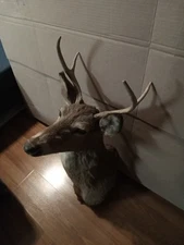 Beautiful Whitetail Deer Taxidermy Shoulder Mount For Sale
