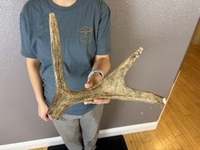 1 Huge JUMBO Whole MOOSE ANTLER Dog Chew SALE SELECT MASSIVE COLOSSAL BIG 12  