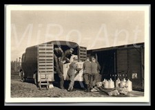 Photo, WW2, animaux de