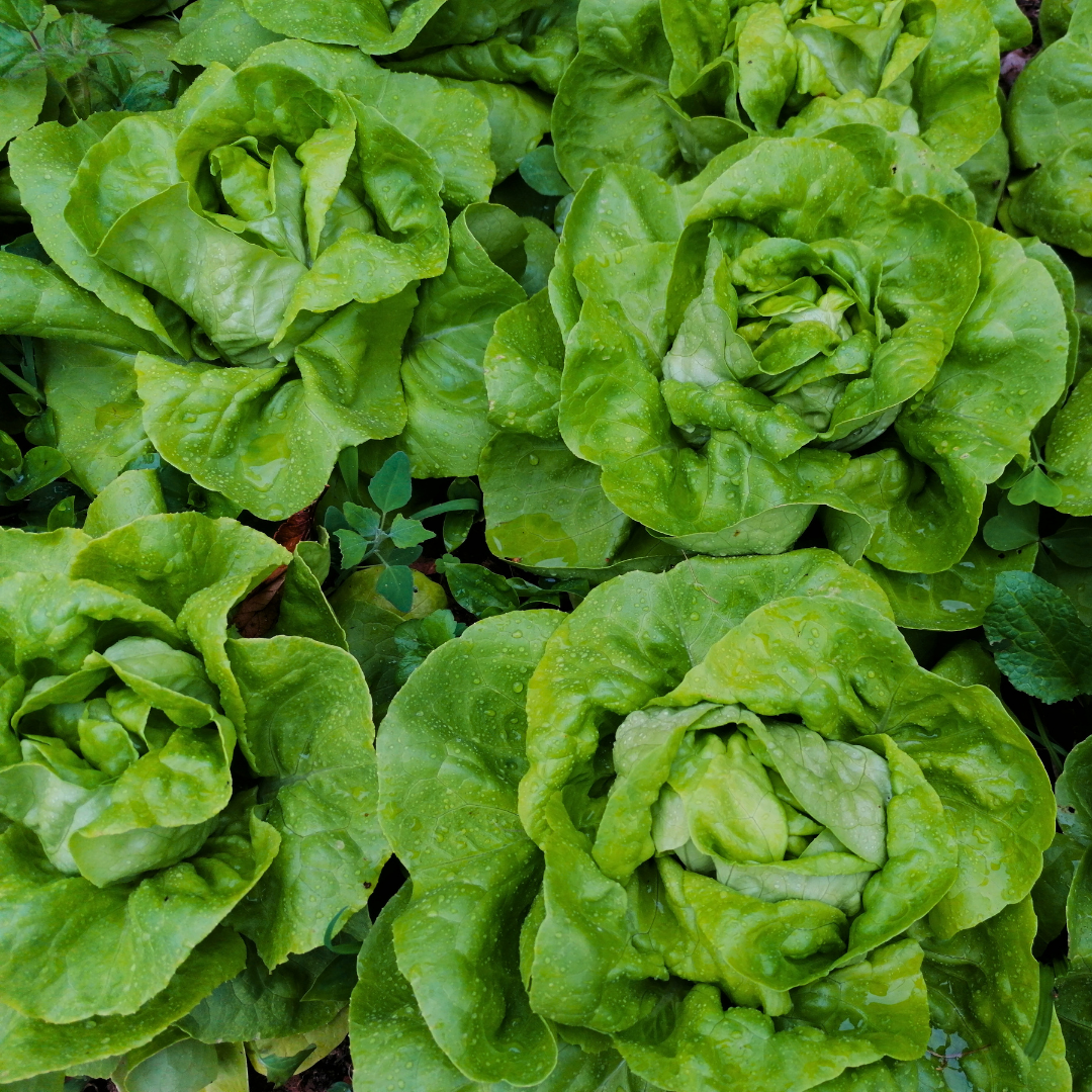 Fresh Crisp Bibb Butterhead Lettuce Seeds | Heirloom Non-GMO ...