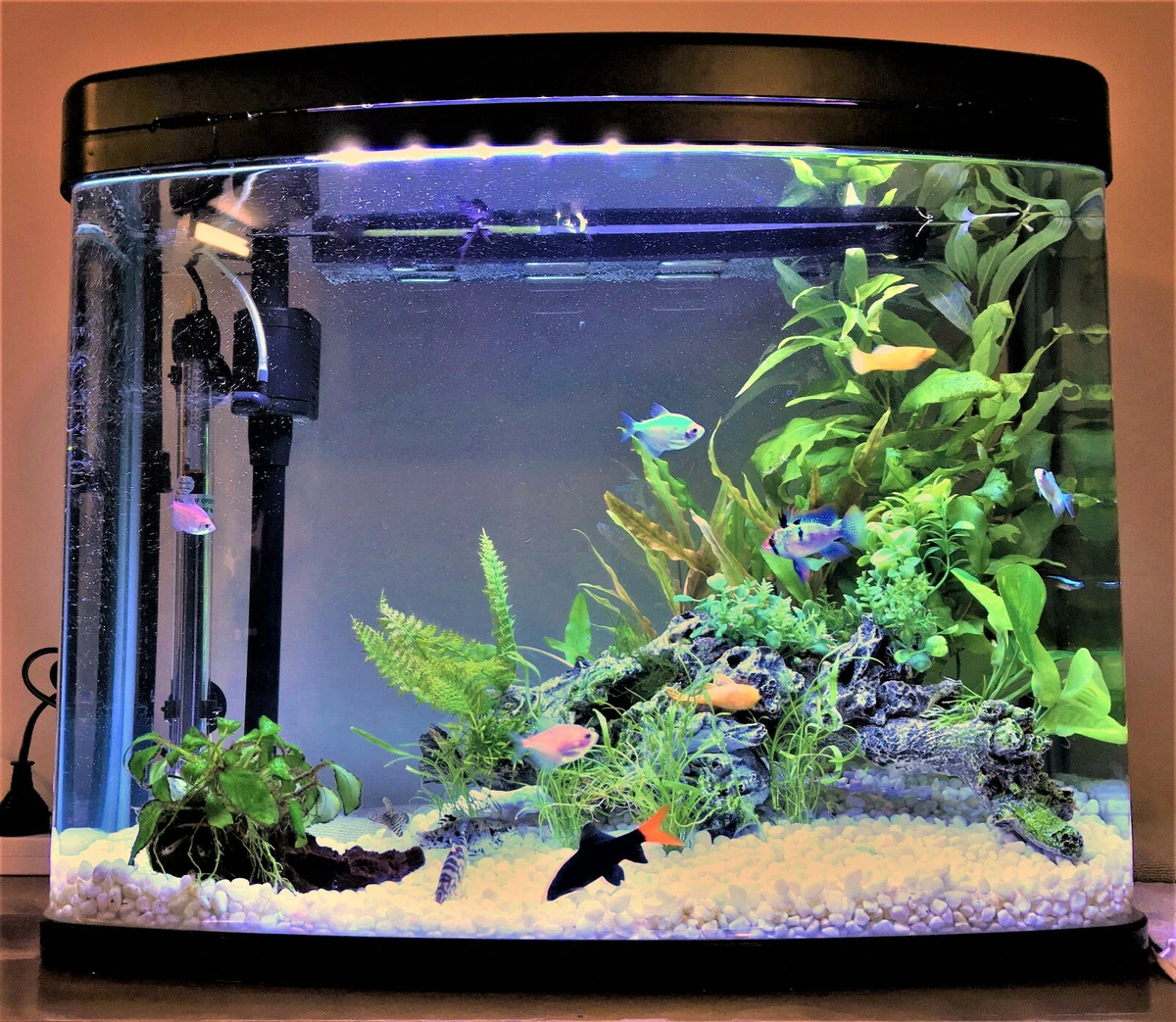 A Complete Guide To Corner Aquariums Overview And, 41 OFF