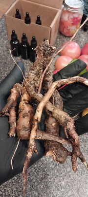 SMOKY MTNS. TN  Sassafras Roots 4 ozs. . FRESH 1/4 lb. Rootbeer TEA