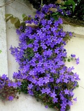 3 Rare Evergreen Campanula Rock wall plant blue bell flower plug clumpy hardy